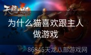 为什么猫喜欢跟主人做游戏